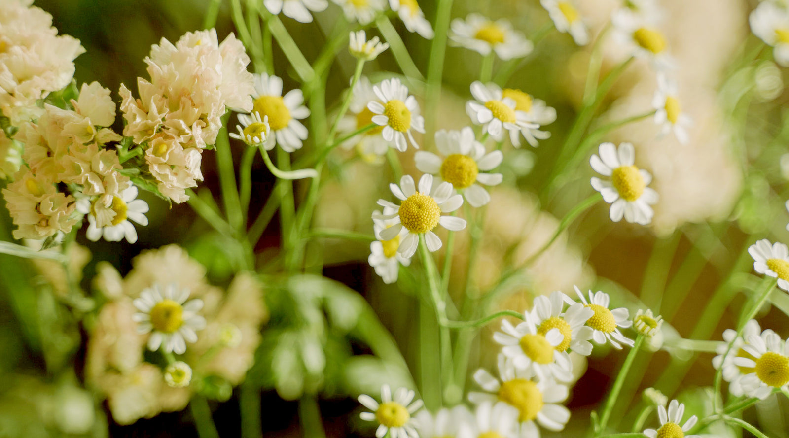 6 Flowers Similar to Daisies