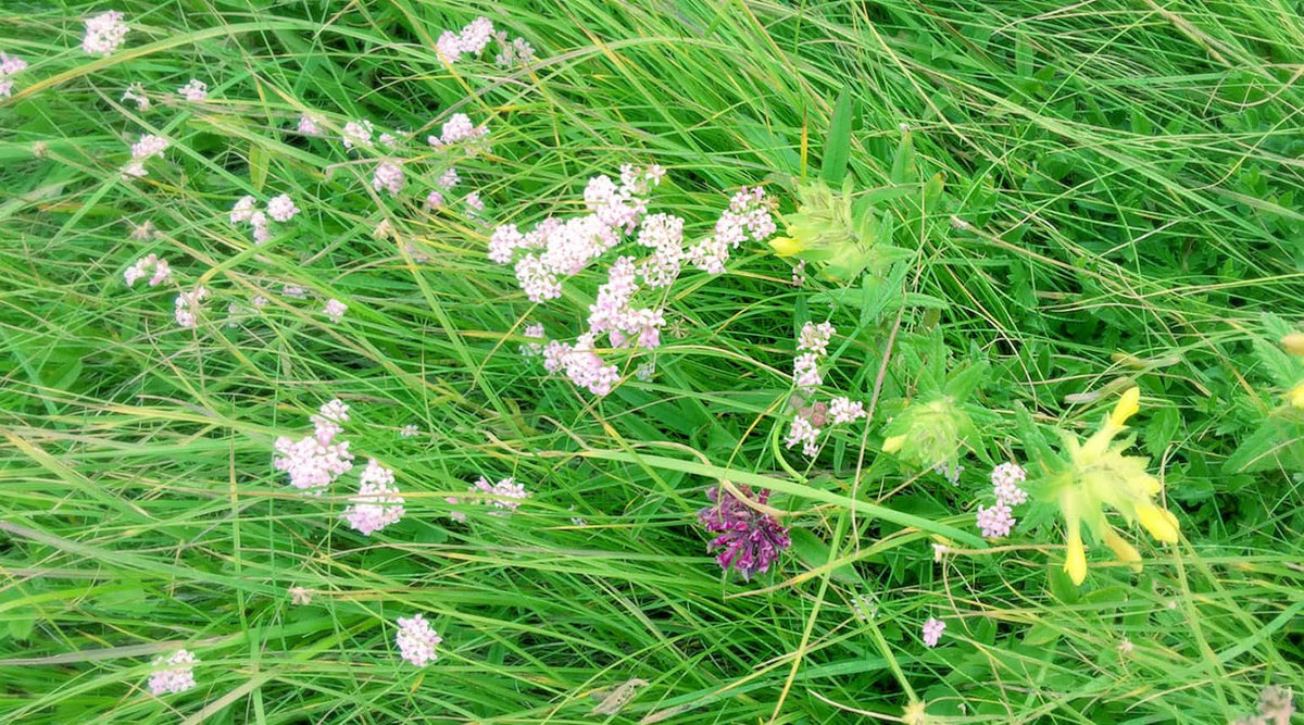 How Can I Send Flowers To Someone In Toronto? My Flowers Toronto MY