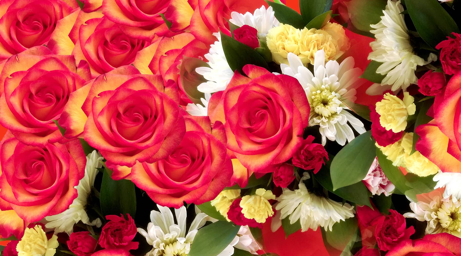 How Long Do Flowers Last? My Flowers Toronto MY FLOWERS