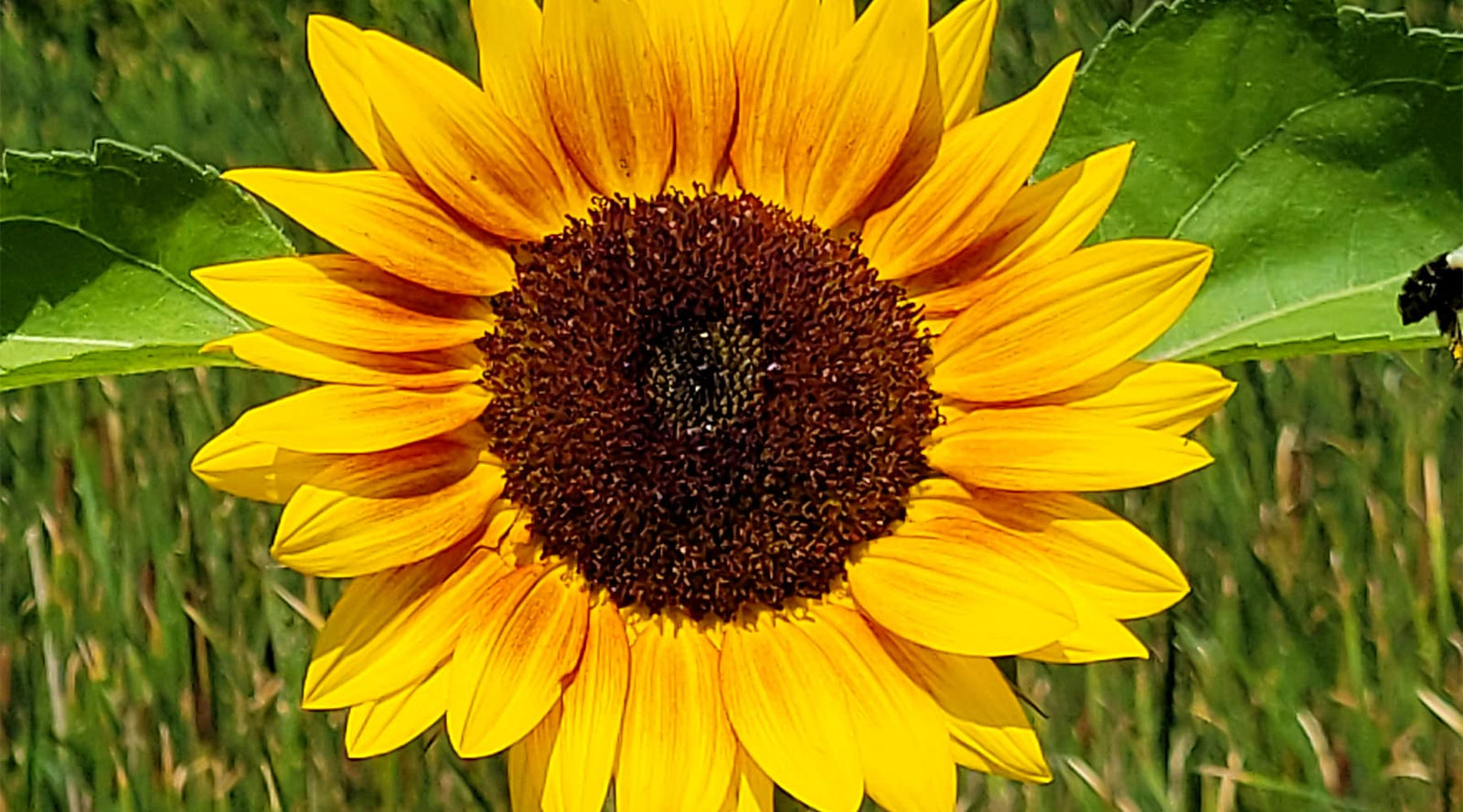 Popular Flowers and Their Meaning