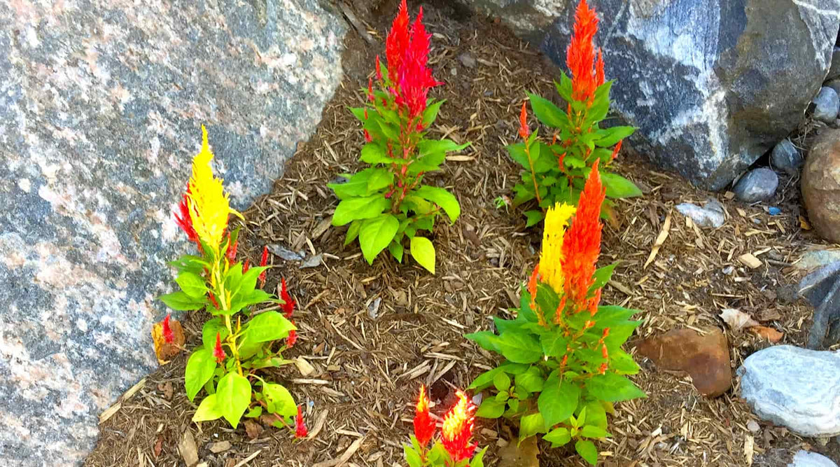 Why Are Flowers So Expensive? My Flowers Toronto MY FLOWERS