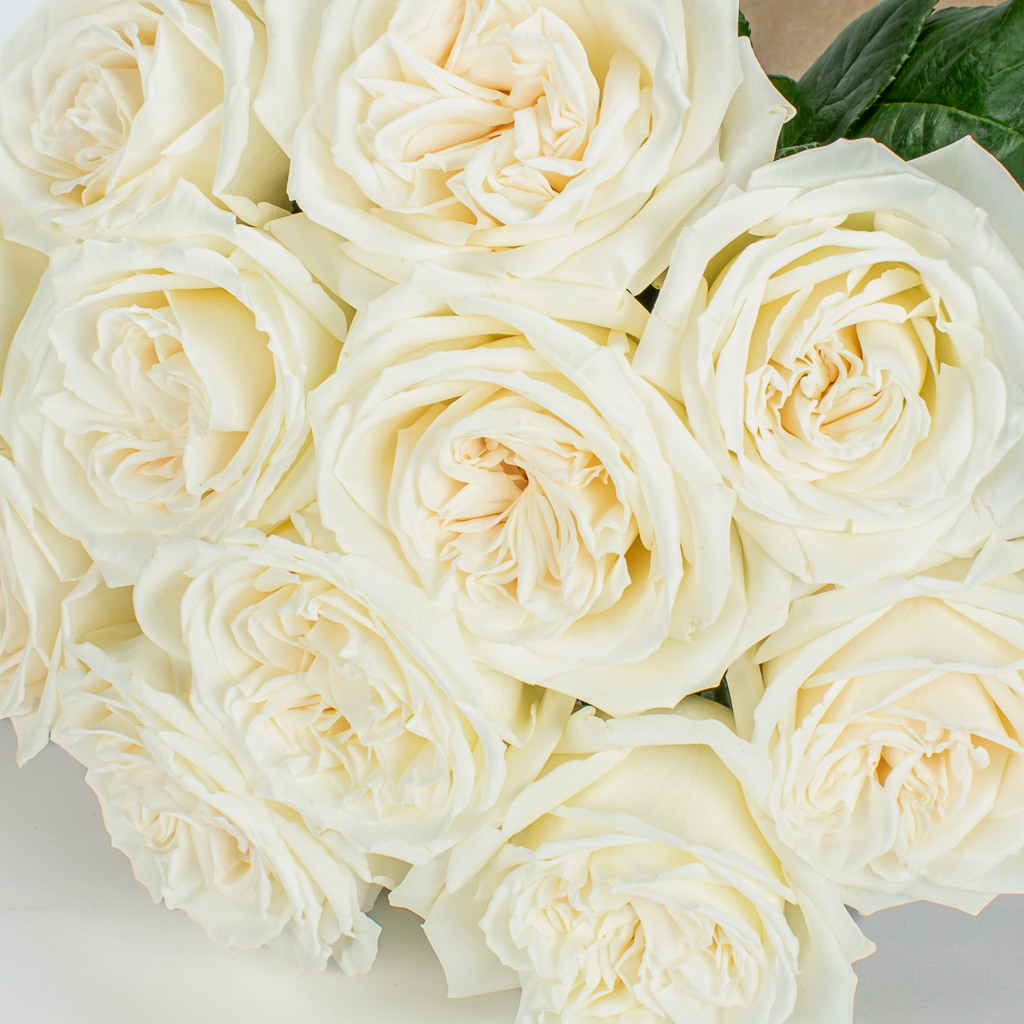 12 Fresh White Roses