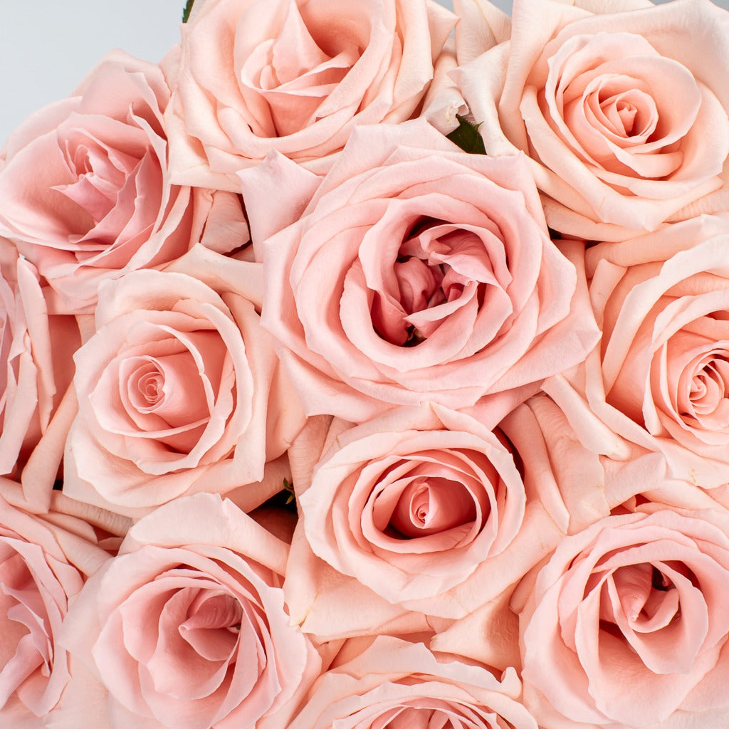 12 Pastel Pink Hand Tied Roses