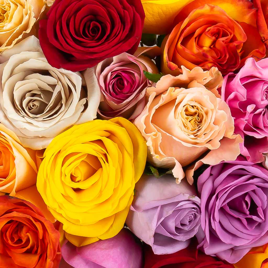 Mixed Colour Rose Bouquet Delivery Canada - MY FLOWERS